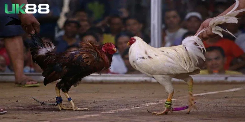 Bật mí những điểm hấp dẫn nhất của đá gà cựa dao cho anh em