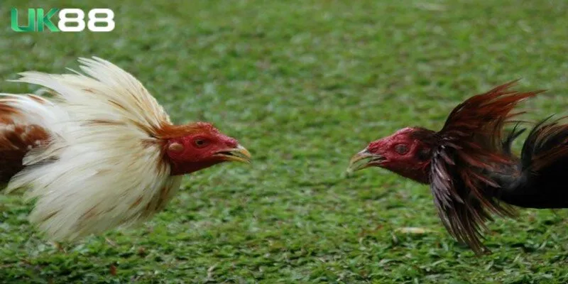 Cách xem dựa vào quy luật sinh khắc màu lông