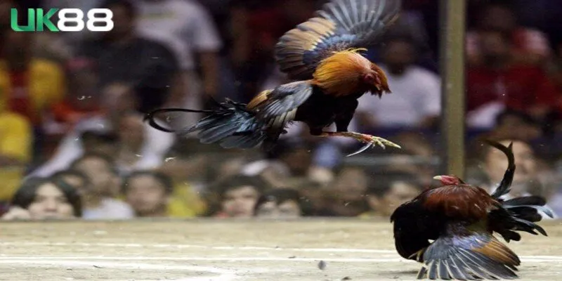 Đá gà cựa dao là một hình thức giải trí vô cùng đặc biệt
