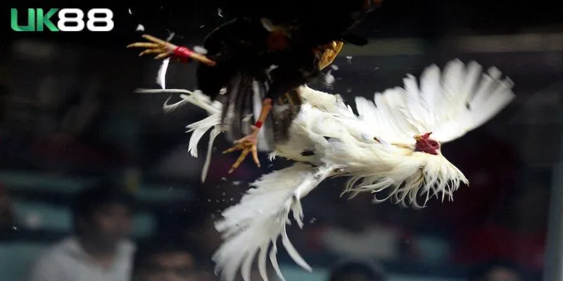 Một số cửa cược cơ bản trong đá gà cựa dao