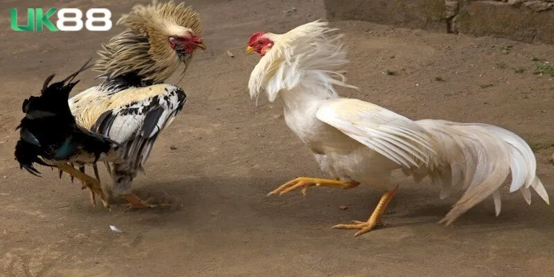 Người chơi cũng cần nắm được lưu ý quan trọng khi để nâng cao chiến thắng