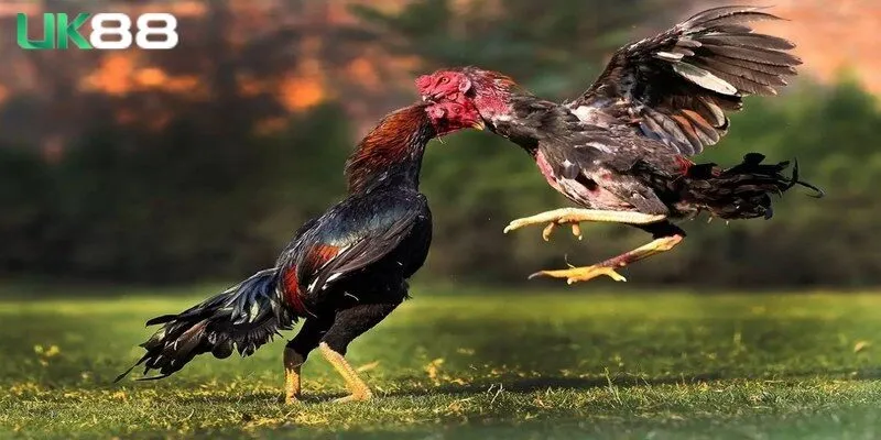 Xem màu mạng gà đá là một thuật ngữ quan trọng chọi gà